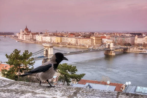 Utsikt Kedjebro Över Donau Budapest Stad Ungern Huvud Kråka Väggen — Stockfoto