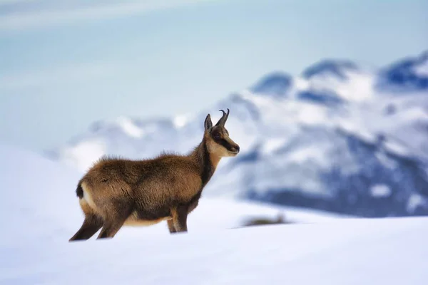 Chamois Στο Χιόνι Στις Κορυφές Του Εθνικού Πάρκου Picos Europa — Φωτογραφία Αρχείου