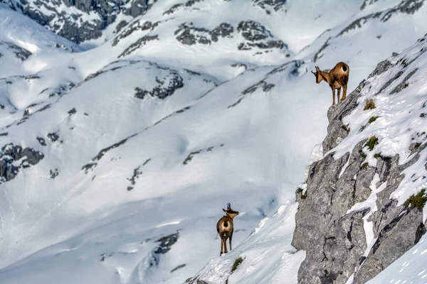 Kozice Śniegu Szczytach Parku Narodowego Picos Europa Hiszpanii Rebeco Rupicapra — Zdjęcie stockowe