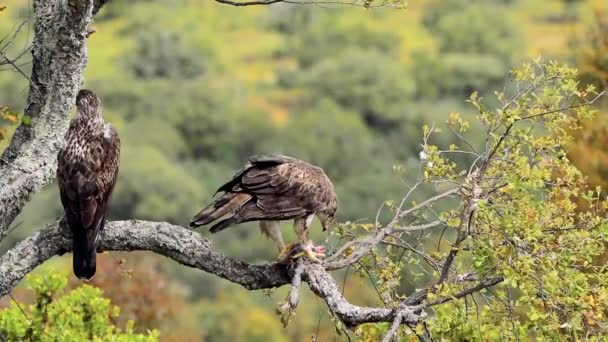 Erkek Dişi Bonelli Nin Kartalı Ağaçta Tavşan Yiyor Aquila Fasciata — Stok video