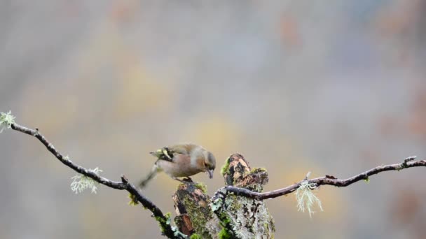 Marsh Tit Passerine Bird Tit Family Paridae Genus Poecile Black — Stock Video