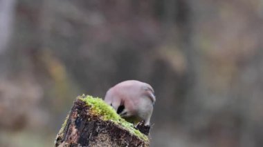 Tremiendo 'da Avrasyalı bir Jay' in yakın çekimi. Garrulus glandarius.