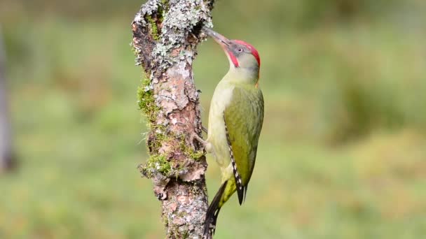 欧洲的啄木鸟在木头上吃东西Picus Viridis — 图库视频影像