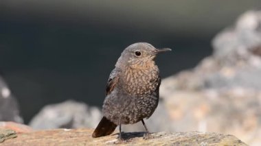 Doğal ortamında dişi mavi kaya ardıç kuşu. Monticola münzevi.