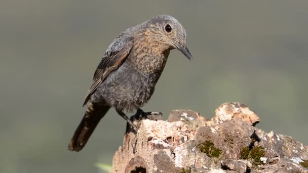 Zorzal Hembra Roca Azul Hábitat Monticola Solitarius — Vídeos de Stock