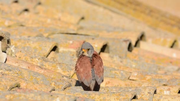 İspanyol çiftlik evinin çatısındaki Erkek Küçük Kerkenez. Falco naumanni.