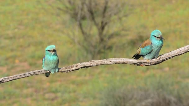 Pareja Rodillos Europeos Encaramados Árbol Con Campo Verde Fondo Coracias — Vídeo de stock