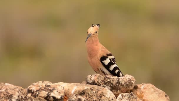 Upupa Eurasiatica Appollaiata Terra Upupa Epops — Video Stock