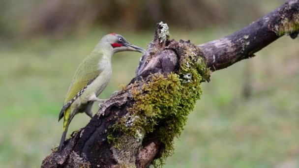 欧洲的啄木鸟在木头上吃东西Picus Viridis — 图库视频影像