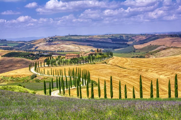 Tuscany Italy July 2018 Cypress Trees Meadow Typical Tuscan House — Stock Photo, Image