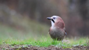 Yerde yemek yiyen Avrasyalı bir Jay 'in yakın çekimi. Garrulus glandarius.