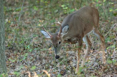 whitetailed geyik buck