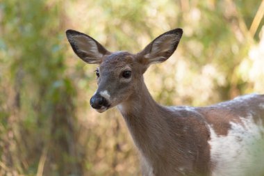 Boynuz Whitetailed Buck