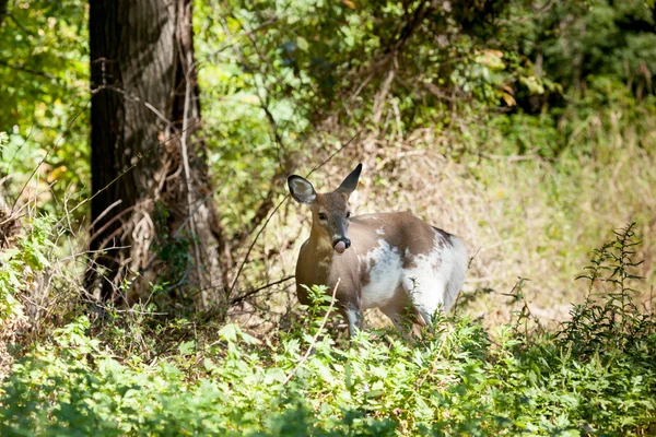 Strakatý Whitetailed Buck — Stock fotografie