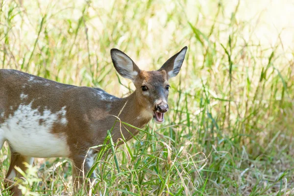 Strakatý Whitetailed Buck — Stock fotografie