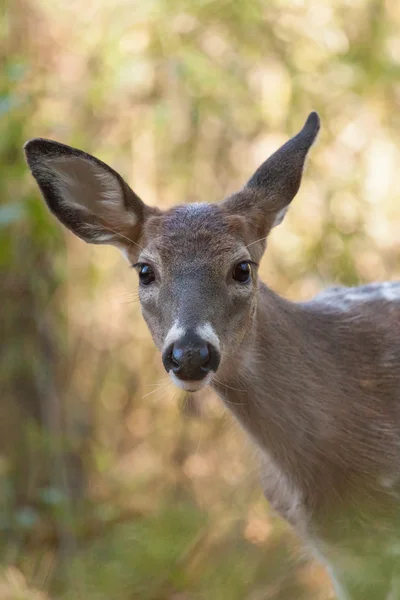 Buck Whitetailed Picazo — Foto de Stock