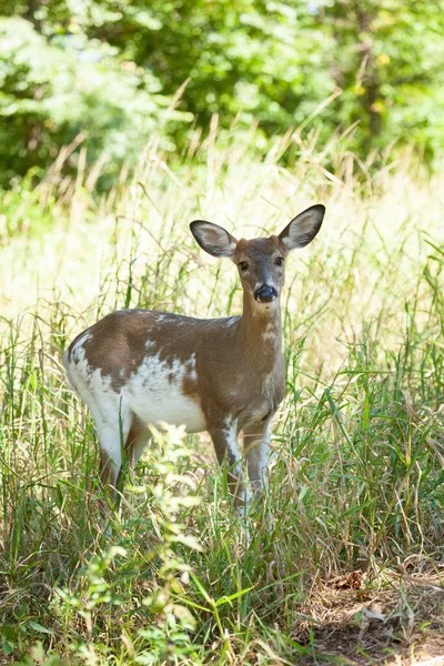 Strakatý Whitetailed Buck — Stock fotografie