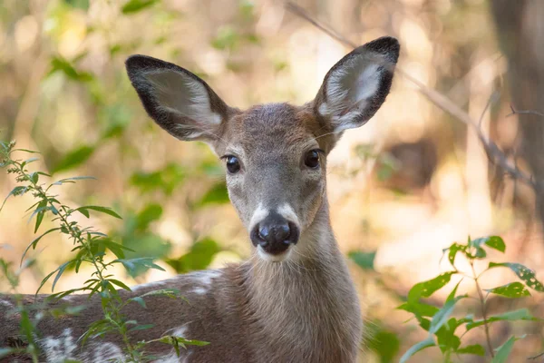 Strakatý Whitetailed Buck — Stock fotografie