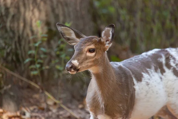 Buck Whitetailed Picazo — Foto de Stock