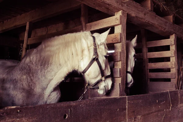 Spegelbild hästar — Stockfoto