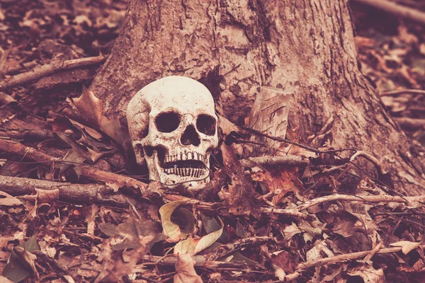 Totenkopf im Wald — Stockfoto