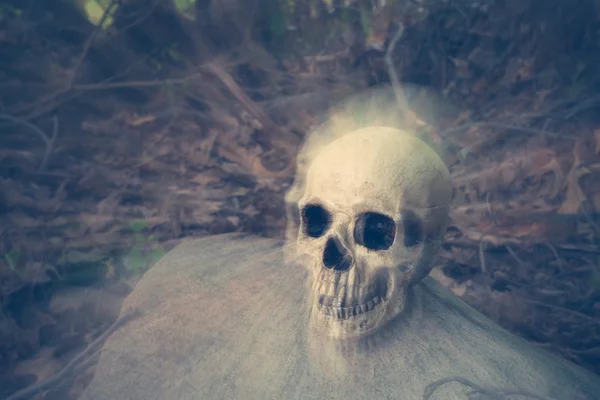 Skull in Woods — Stock Photo, Image