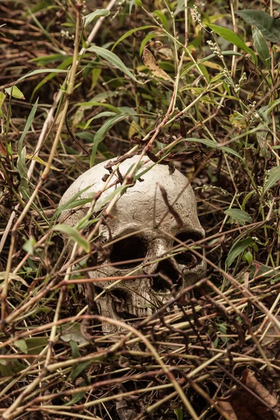Skull in Woods — Stock Photo, Image