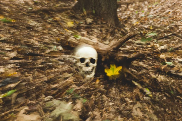 Teschio nel bosco — Foto Stock