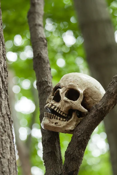 Totenkopf im Baum — Stockfoto