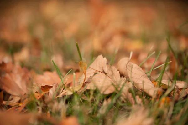 Herfstbladeren op de grond — Stockfoto