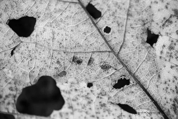 Gros plan sur les feuilles en noir et blanc — Photo