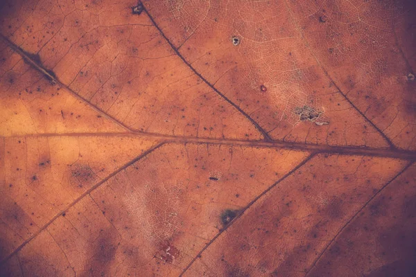 オークの葉の静脈 — ストック写真