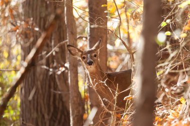 Genç Whitetailed geyik Doe