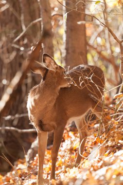 Genç Whitetailed geyik Doe