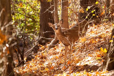 Genç Whitetailed geyik Doe