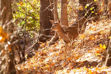 Genç Whitetailed geyik Doe