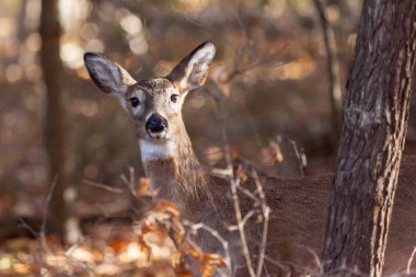 Genç Whitetailed geyik Doe