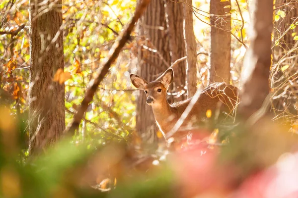 Young Whitetailed Deer Doe — Stock Photo, Image
