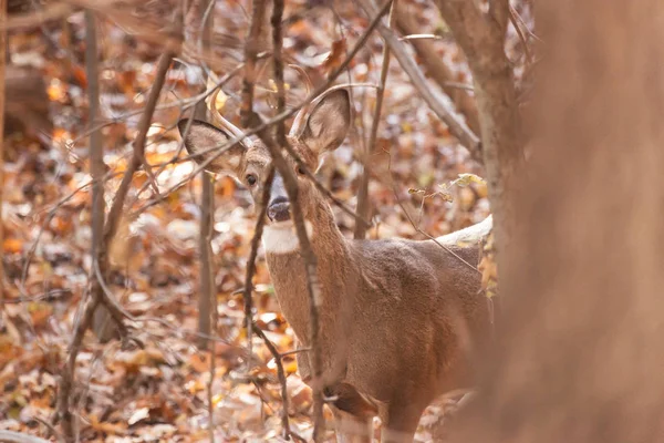 Ormanda whitetailed Buck