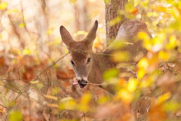 Genç Whitetailed geyik Doe — Stok fotoğraf