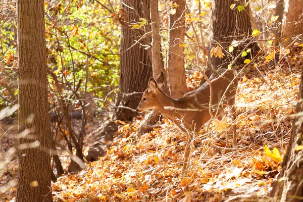 Young Whitetailed Deer Doe — Stock Photo, Image