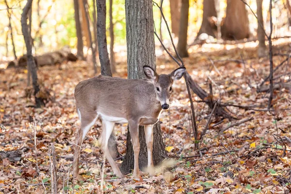 Mladí Whitetailed jelenů Doe — Stock fotografie