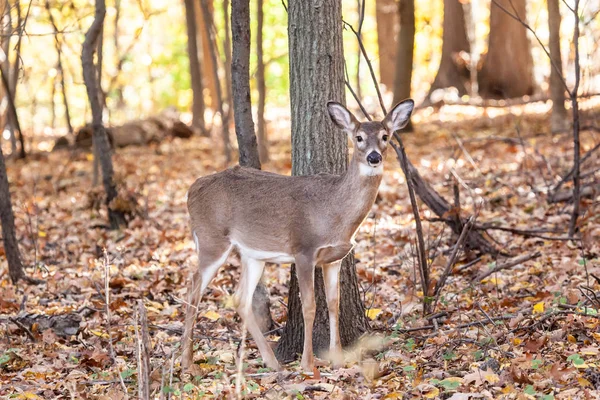 Genç Whitetailed geyik Doe — Stok fotoğraf