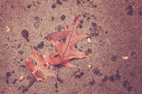 Wet Oak Leaves — Stock Photo, Image