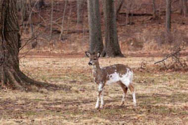 Ak kuyruklu geyik ormanda otlatma