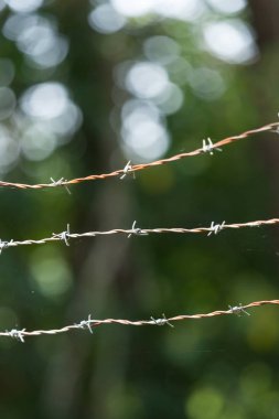 Örümcek ağları ile dikenli tel çit