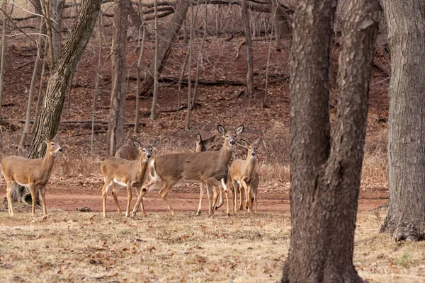 White-tailed Deer Grazing Near Woods — Stock Photo, Image