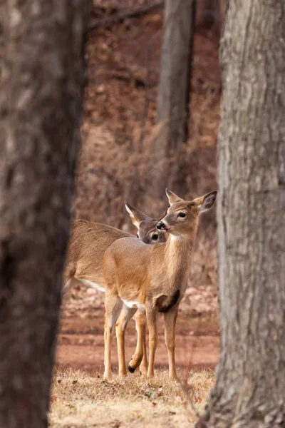 White-tailed Deer Grazing Near Woods — Stock Photo, Image