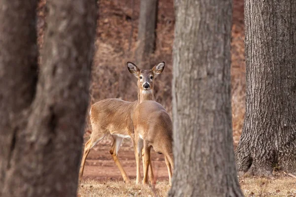 Ak kuyruklu geyik ormanda otlatma — Stok fotoğraf