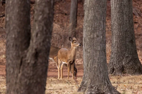 Bílé - sledoval jelena pasoucí se poblíž Woods — Stock fotografie